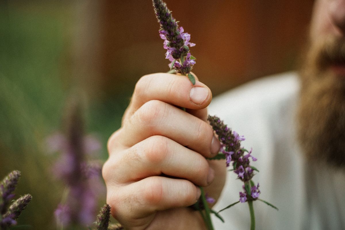 Nervine Herbs for Summer Fatigue & Exhaustion