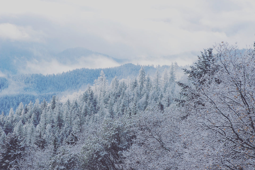 How to Rest Deeply This Winter: Nervines and Adaptogens for Stress and Sleep