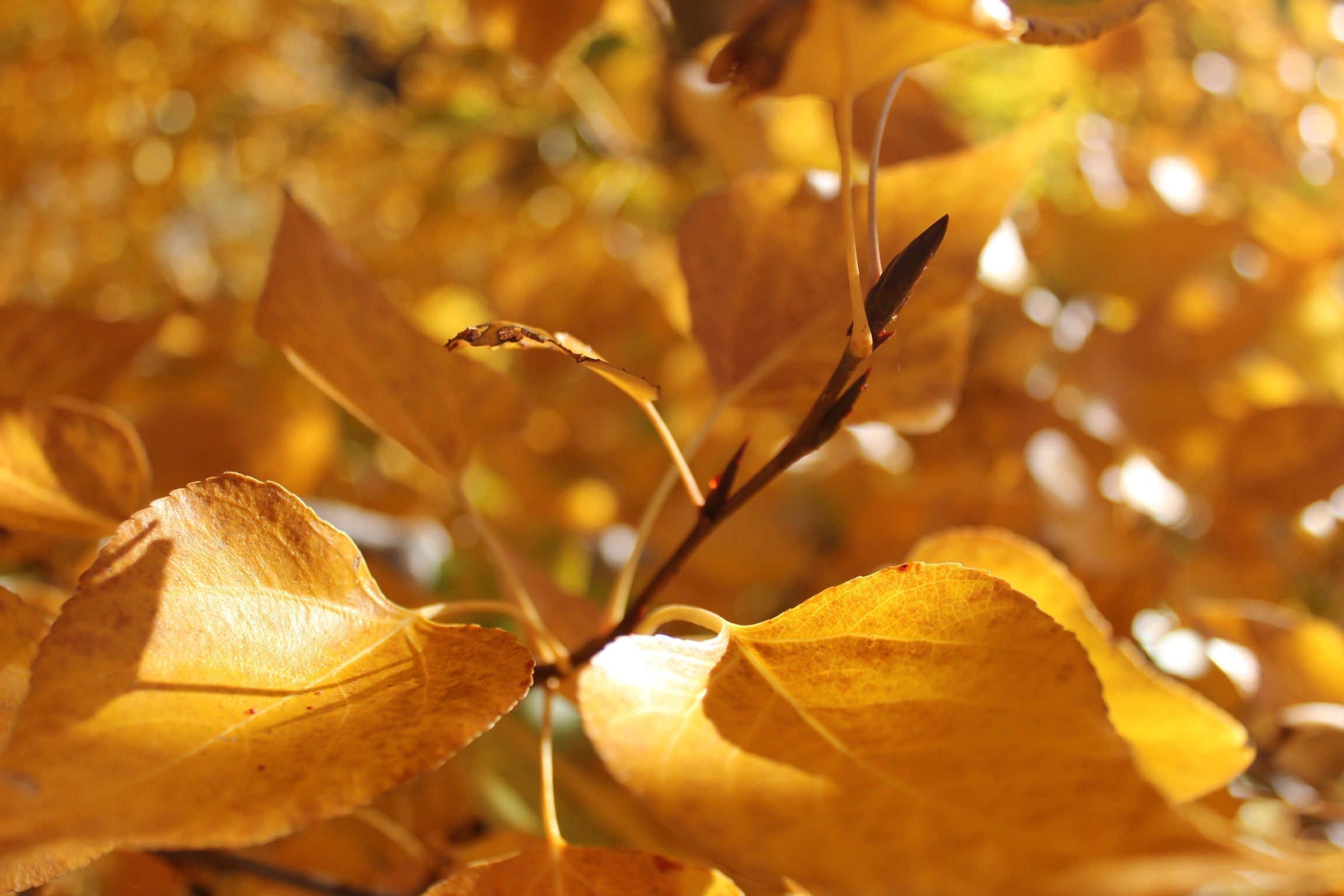 Vitalism Provides the Key to a Robust Immune System