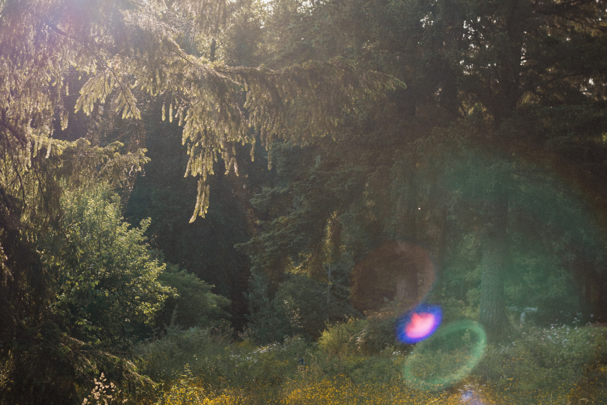 The Inner Workings of Immunity: Your Complete Guide to Herbal Support for Your Immune System