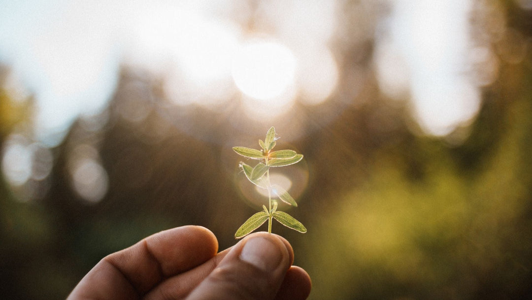 7 Uplifting Herbs for Mood Balance