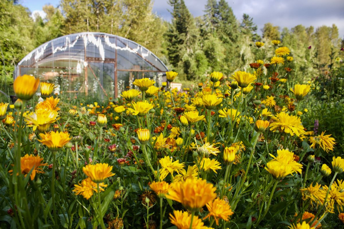 Your Guide to Gentle Spring Cleansing with Herbs