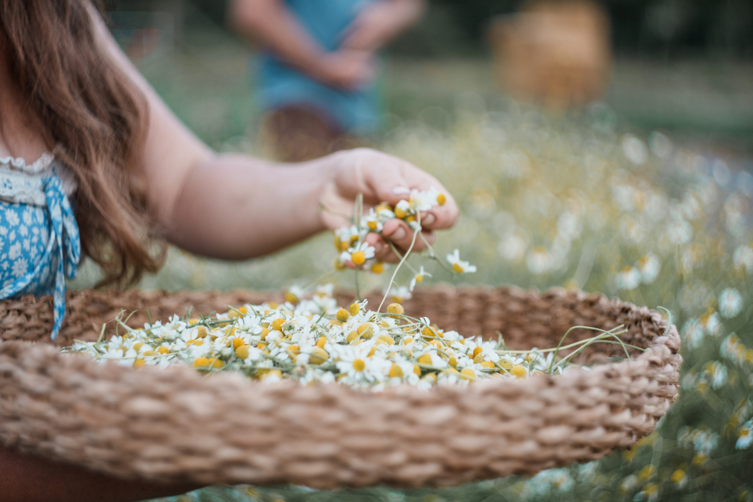 The Art of Small-Batch Spagyrics