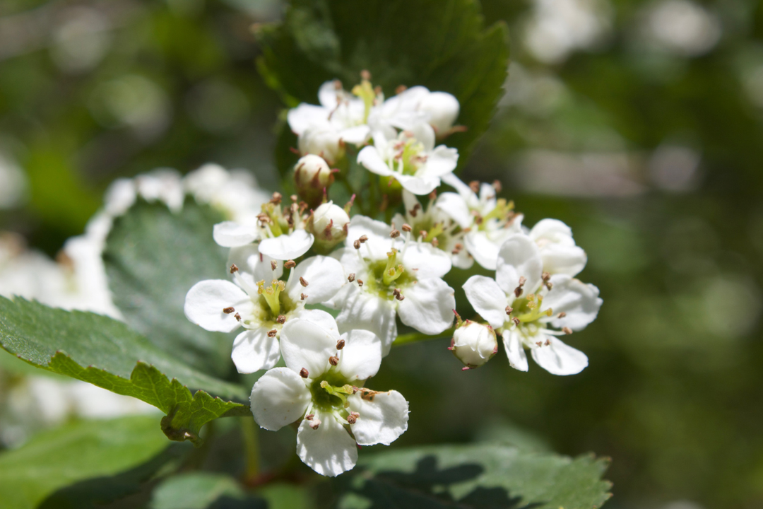 The Cardiovascular System Herbal Affinity Map