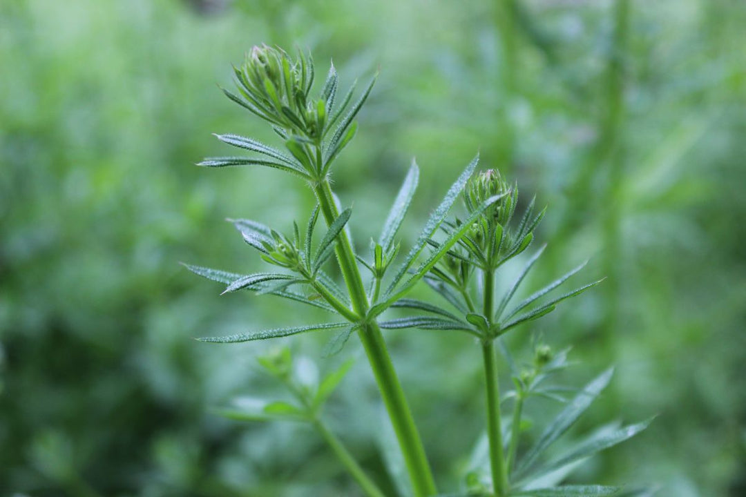 4-Step Vitalist Guide for Spring Allergies