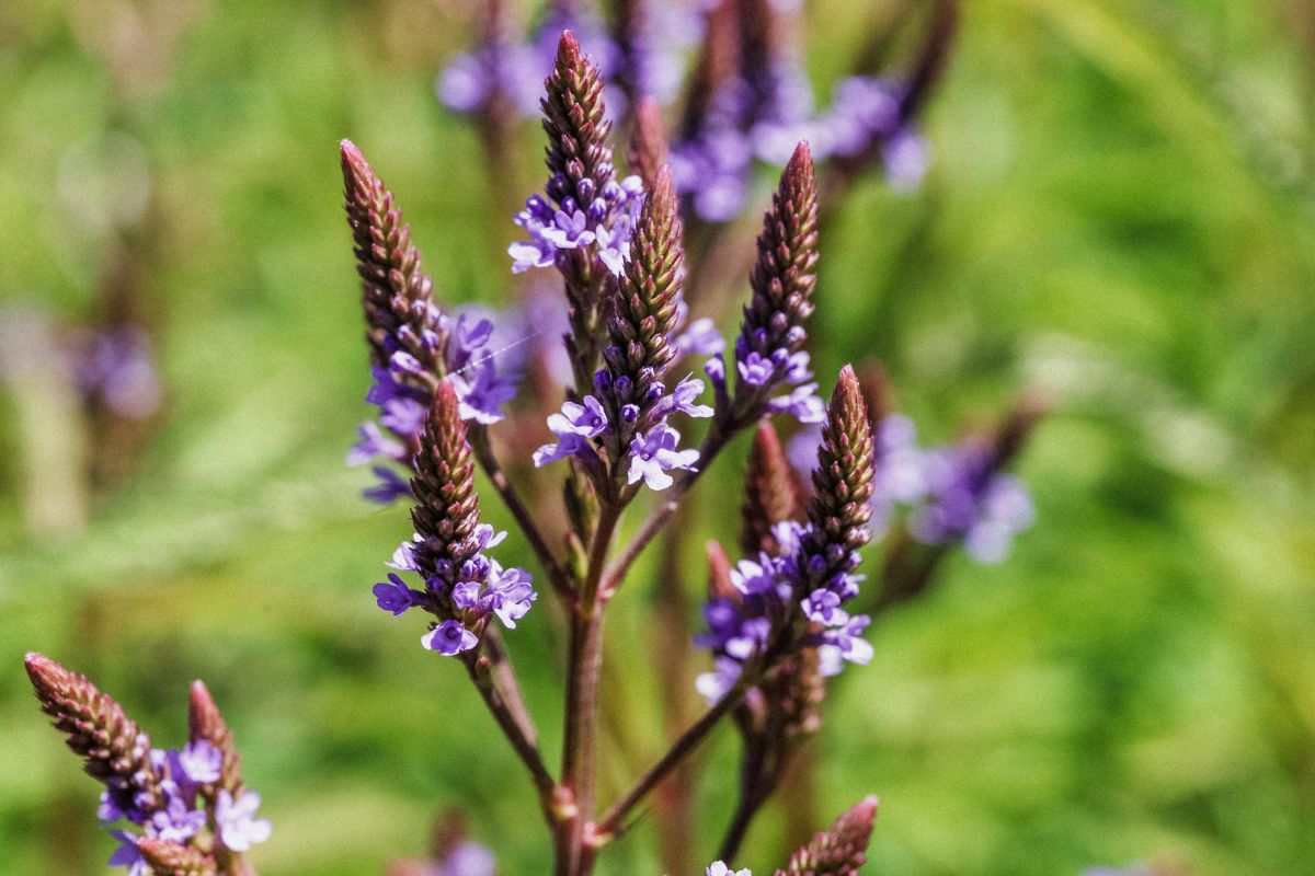 What are Bitters? Our 6 Favorites Based on Your Constitution