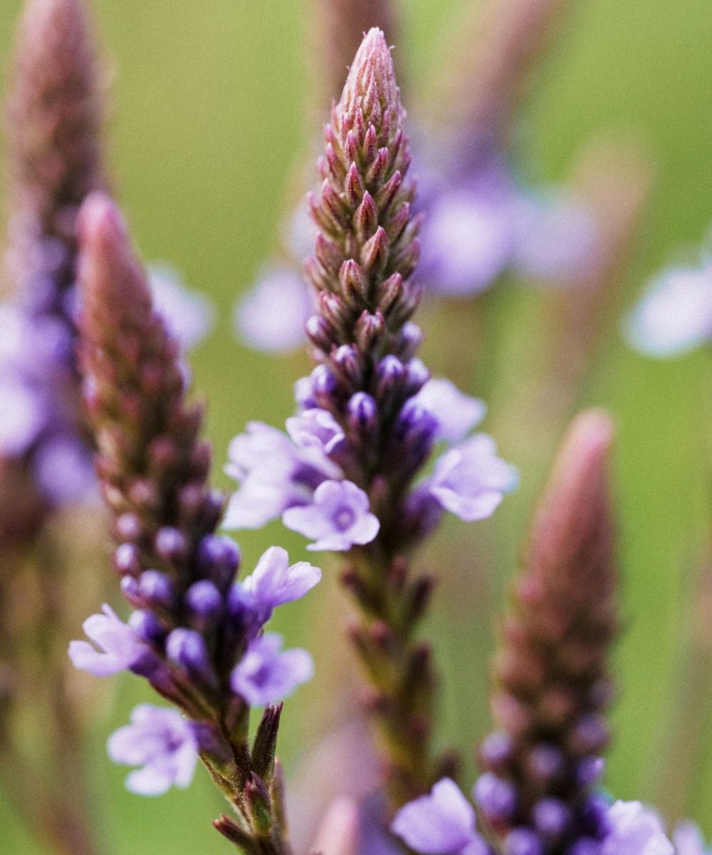 Nervine Relaxants