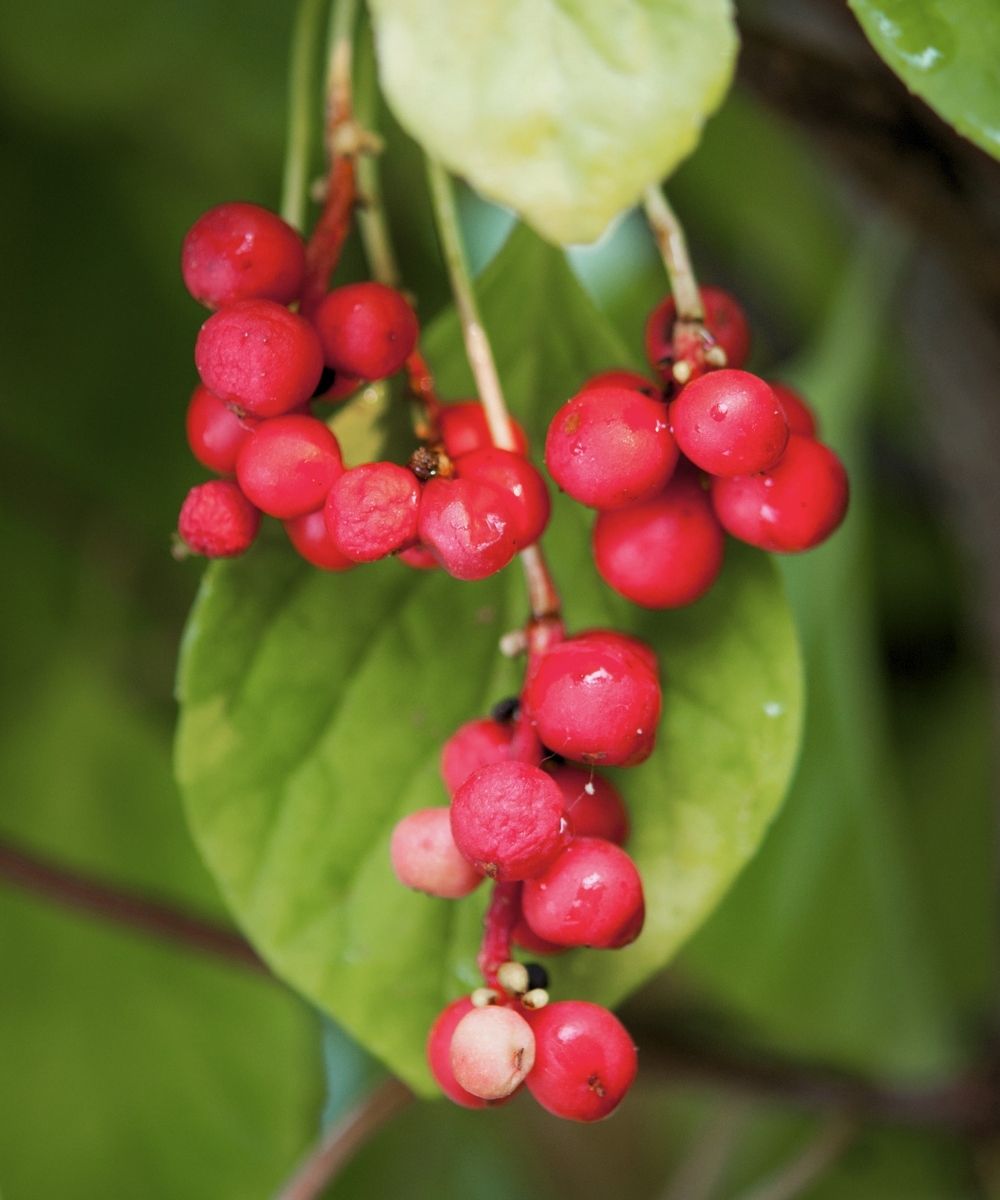 Nervine Stimulants
