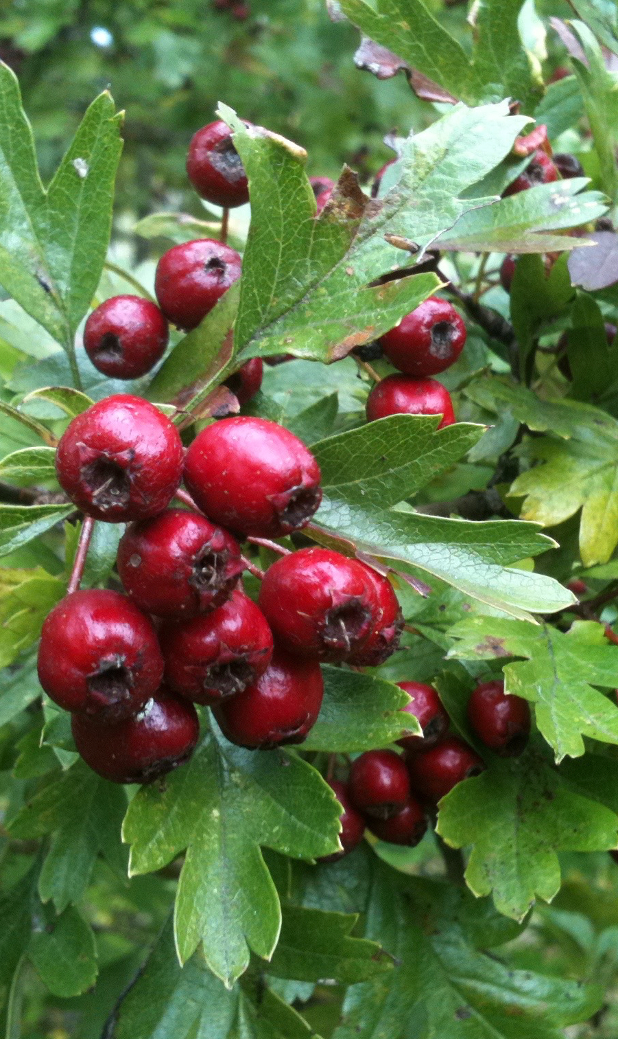 Hawthorn Berry