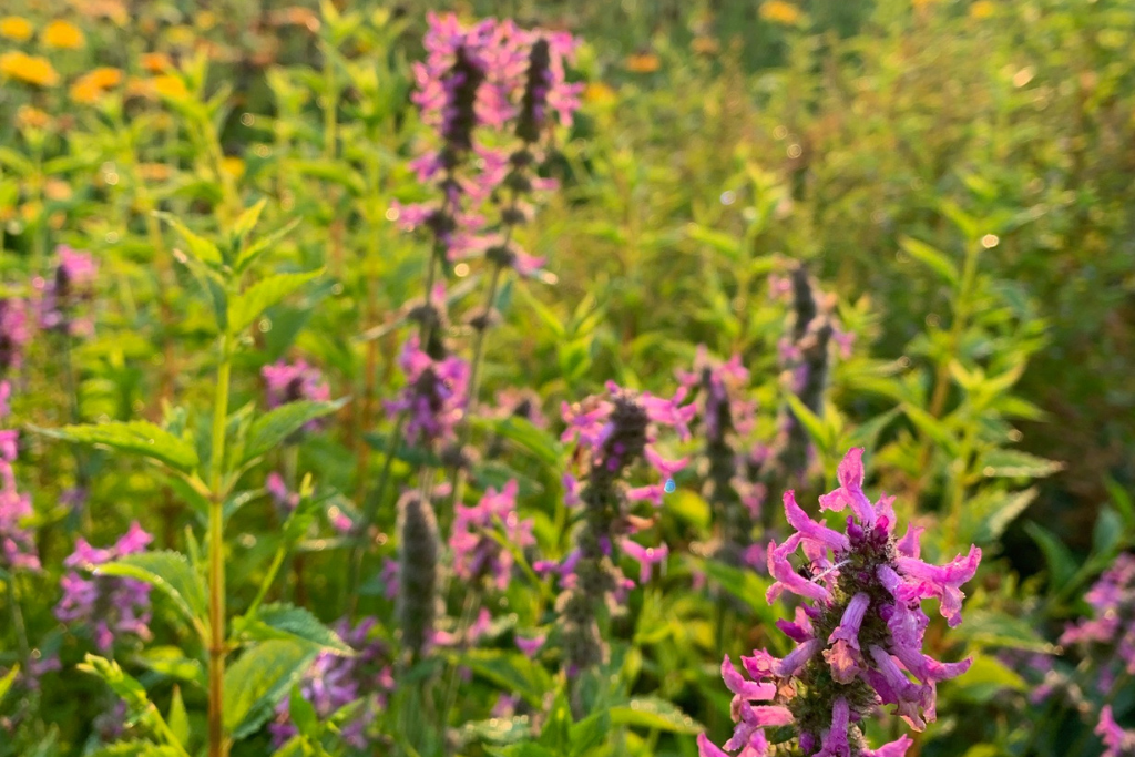 Organ Systems (Wholesale)