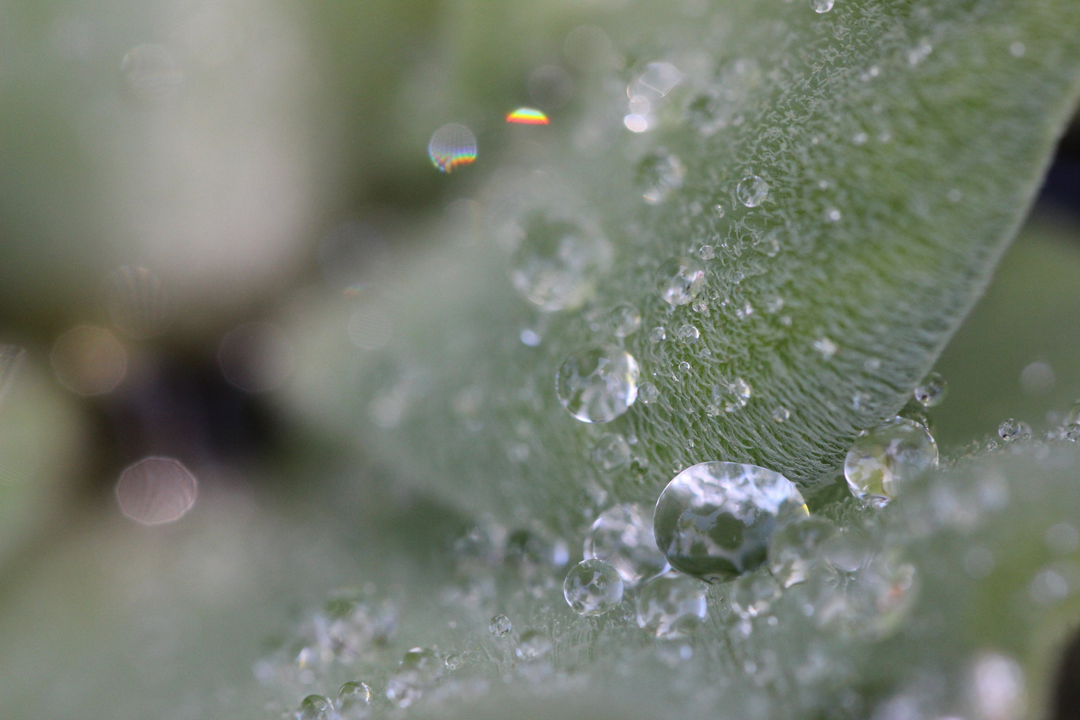 Water (WS)