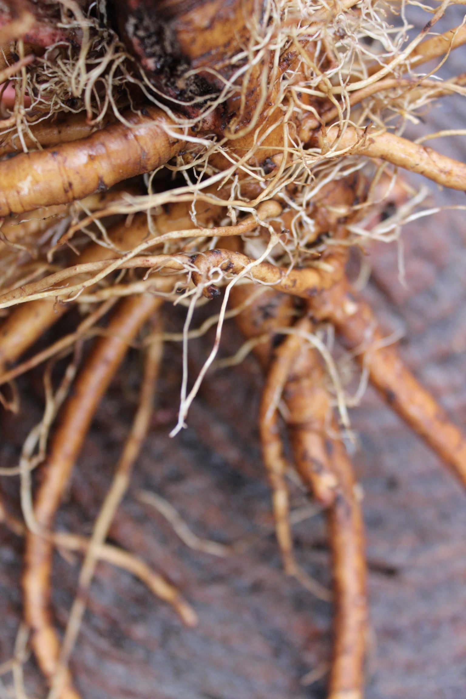 Digestive (WS)