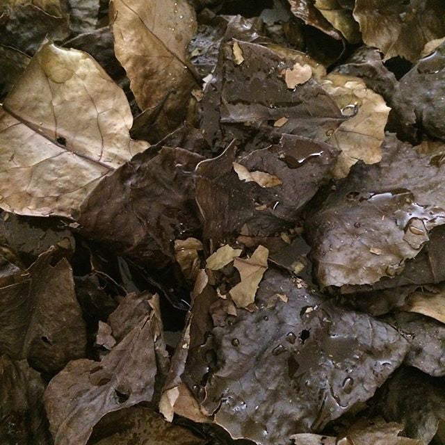 Guayusa (Ilex guayusa) Spagyric Tincture (wholesale dosage bottle)