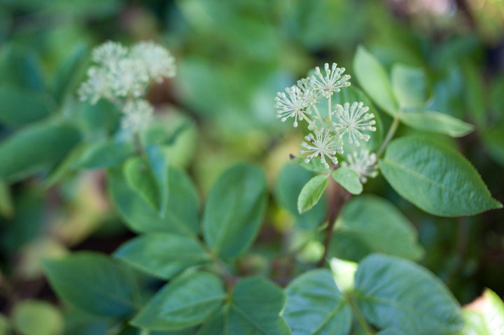 Aralia (Aralia californica) Spagyric Essence (wholesale dosage bottle)