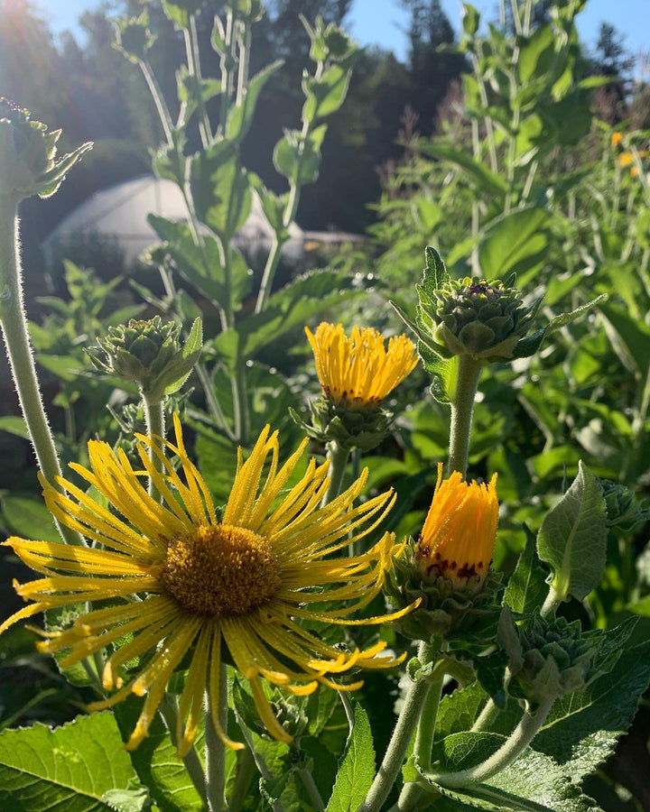 Elecampane (Inula helenium) Spagyric Tincture (wholesale dosage bottle)