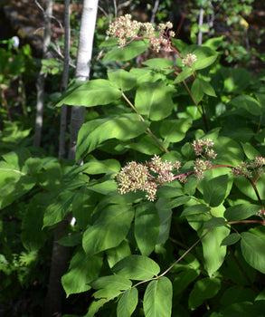 Aralia (Aralia californica) Spagyric Essence (wholesale dosage bottle)