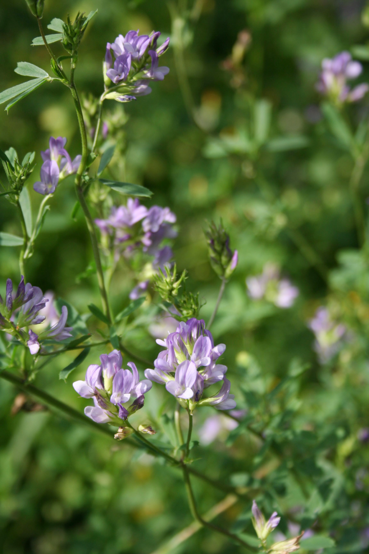 Alfalfa (Medicago sativum) Spagyric Tincture (wholesale dosage bottle)
