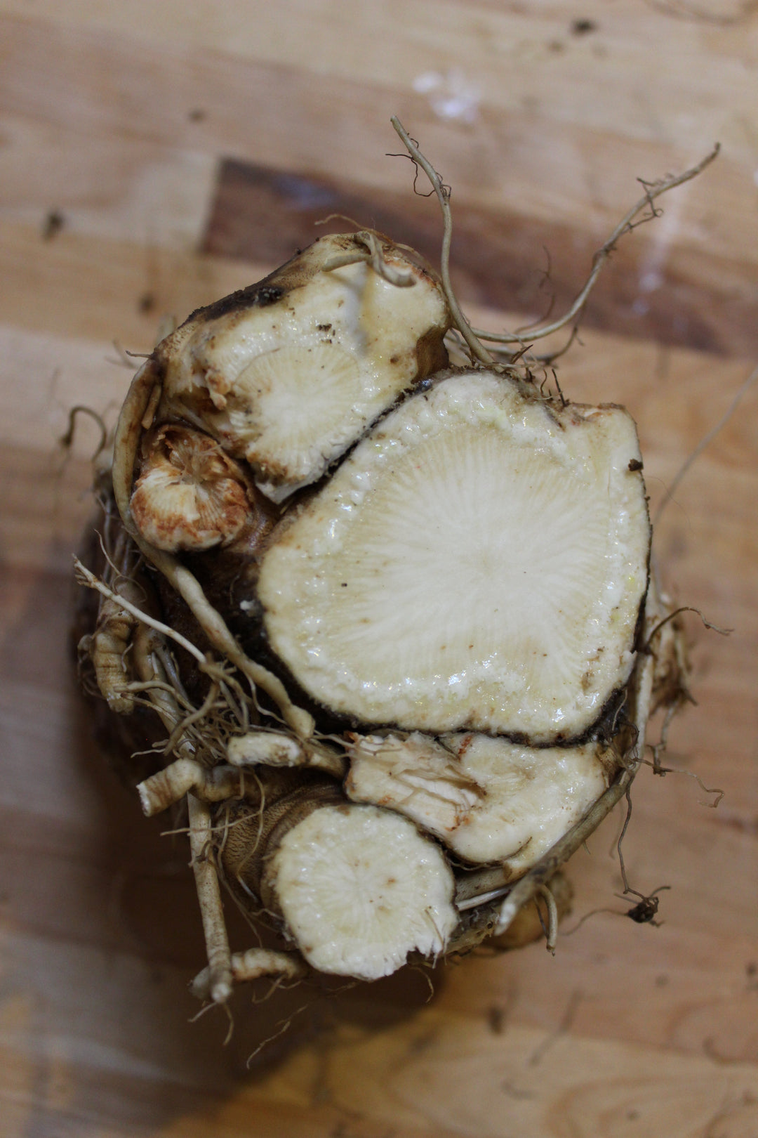 Angelica (Angelica archangelica) Spagyric Essence (wholesale dosage bottle)