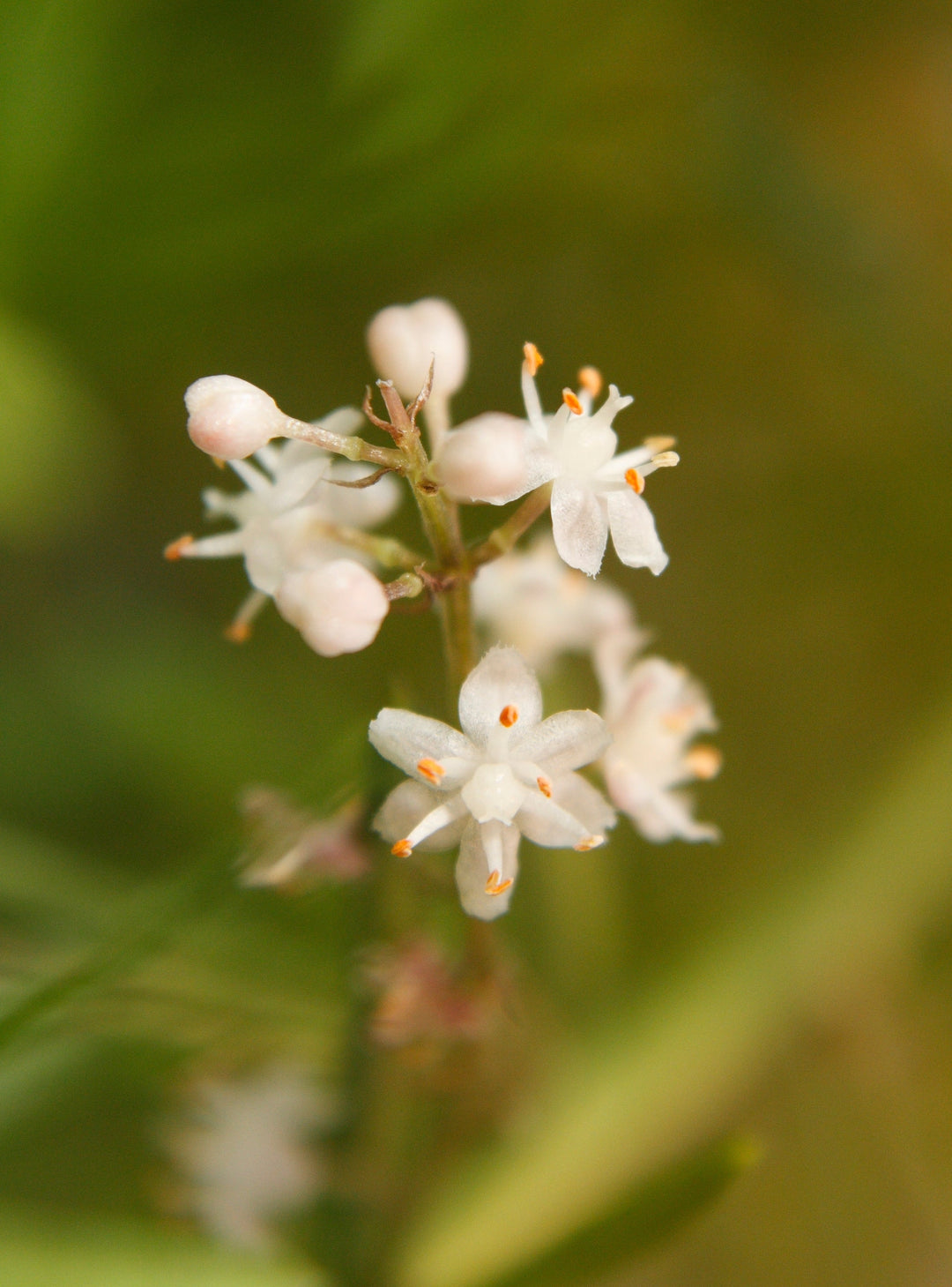 Shatavari (Asparagus racemosus) Spagyric Tincture (wholesale dosage bottle)