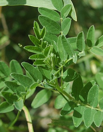 Lung Restore Spagyric Formula (wholesale dosage bottle)