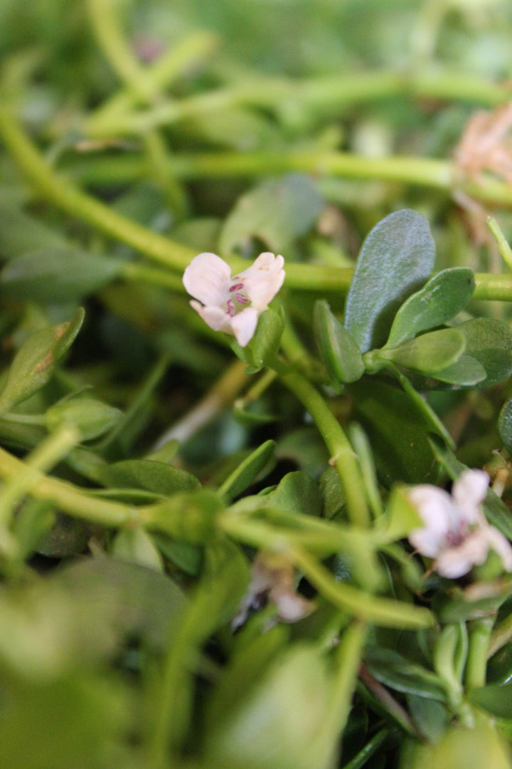 Bacopa (Bacopa manerii) Spagyric Tincture (wholesale dosage bottle)