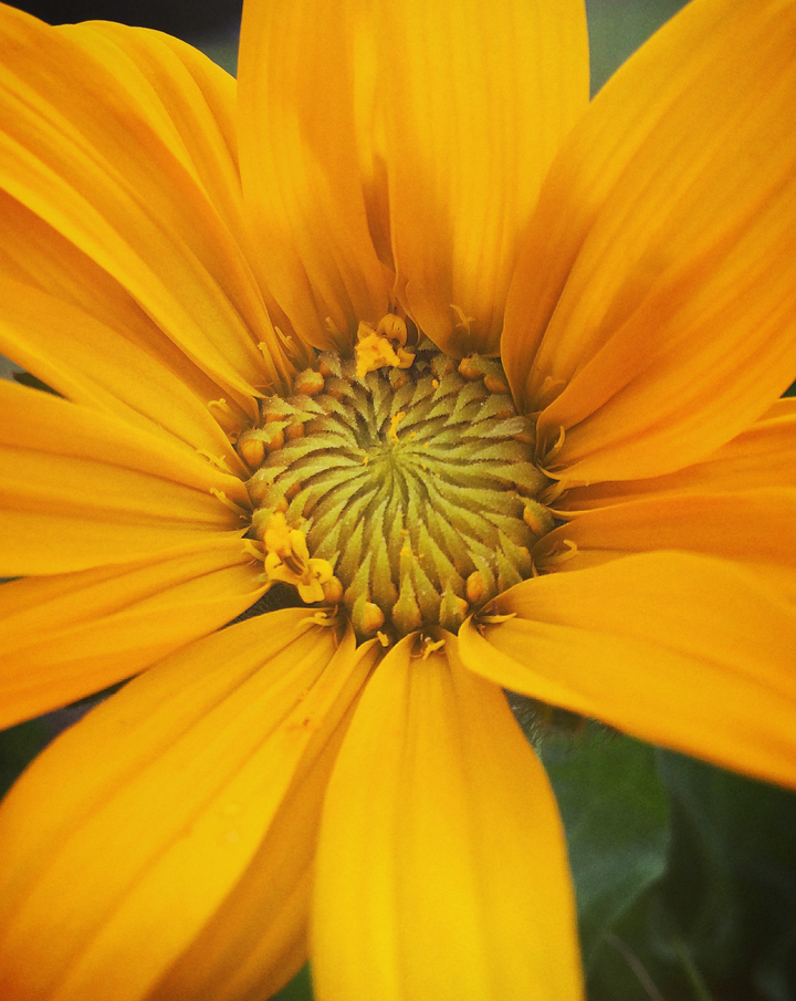 Immune Defense Spagyric Formula (wholesale dosage bottle)