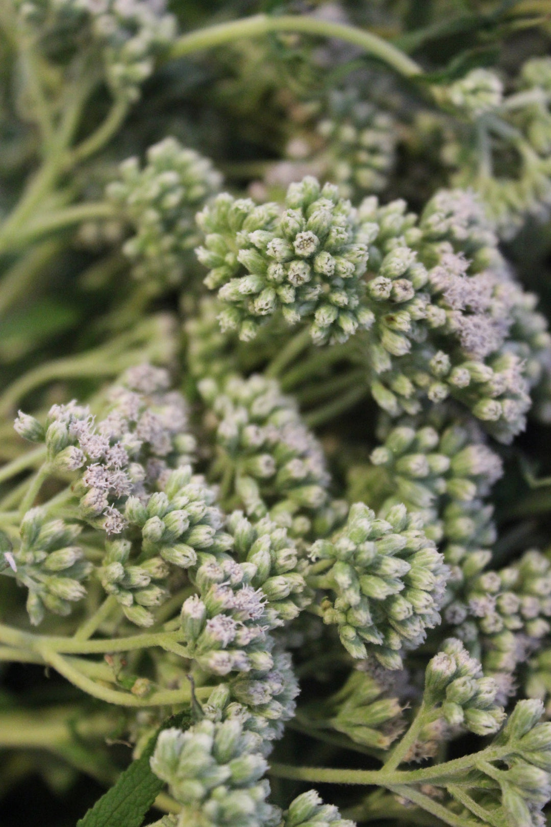 Immune Defense Spagyric Formula (wholesale dosage bottle)