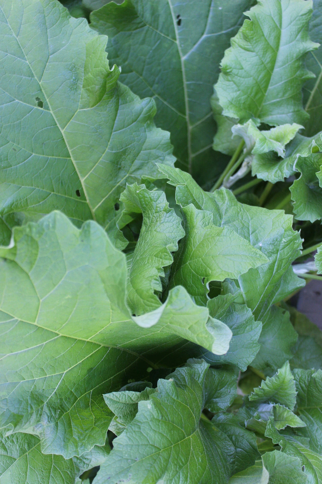 Alterative Compound Spagyric Formula (wholesale dosage bottle)