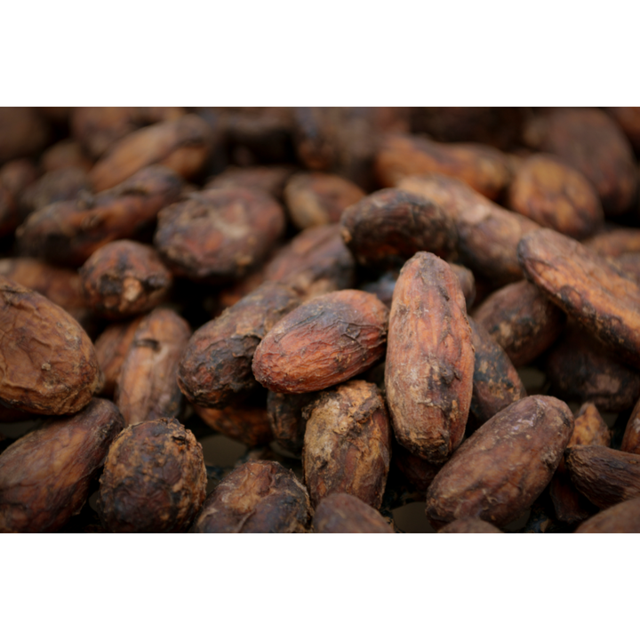 Cacao (Theobroma cacao) Spagyric Tincture (wholesale dosage bottle)