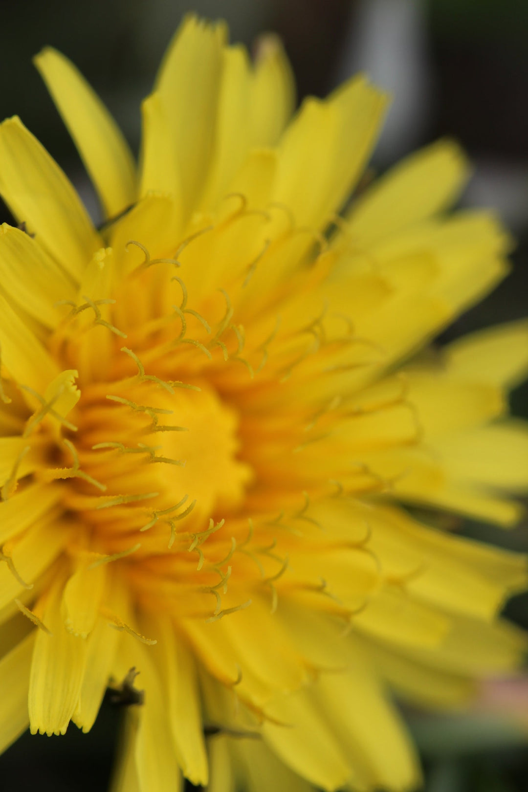 Heart Restore Spagyric Formula (wholesale dosage bottle)