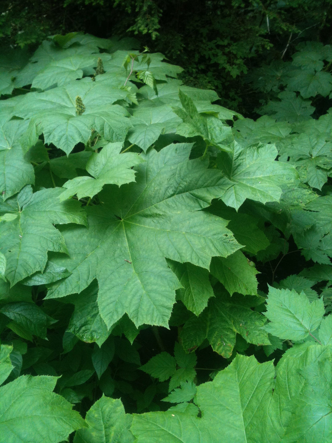 Devil’s Club (Oplopanax horridus) Spagyric Essence (wholesale dosage bottle)