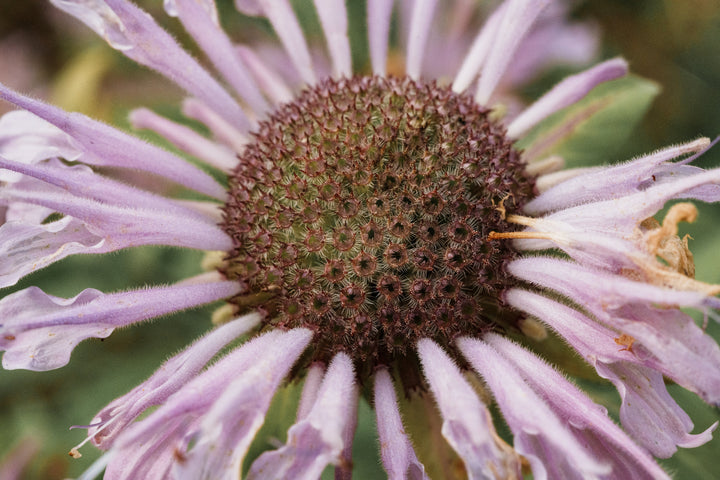 Bee Balm aka Wild Bergamot (Monarda fistulosa) Spagyric Tincture (wholesale dosage bottle)