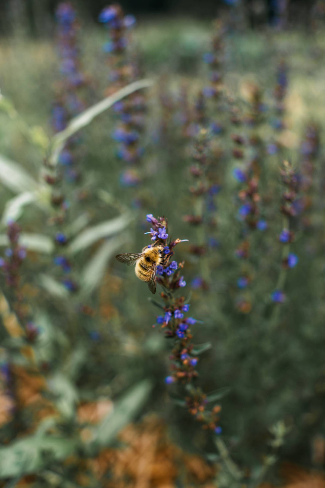 Hyssop (Hyssopus officinalis) Spagyric Essence