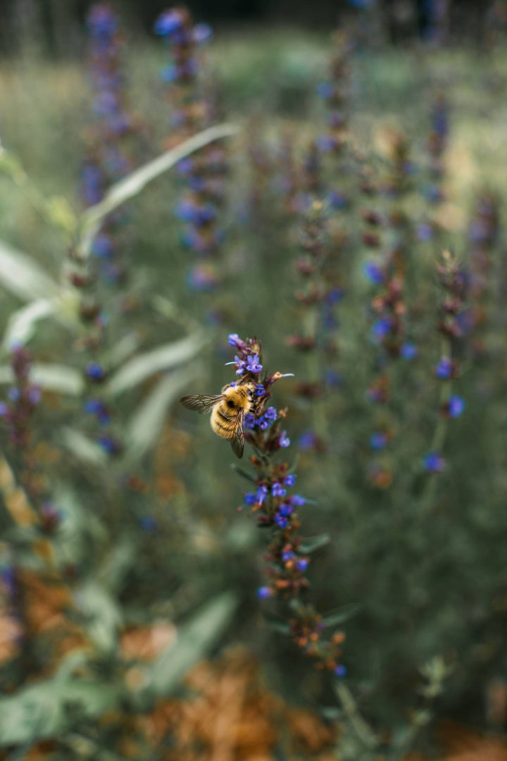 Hyssop (Hyssopus officinalis) Spagyric Essence