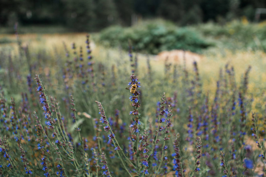 Hyssop (Hyssopus officinalis) Spagyric Essence