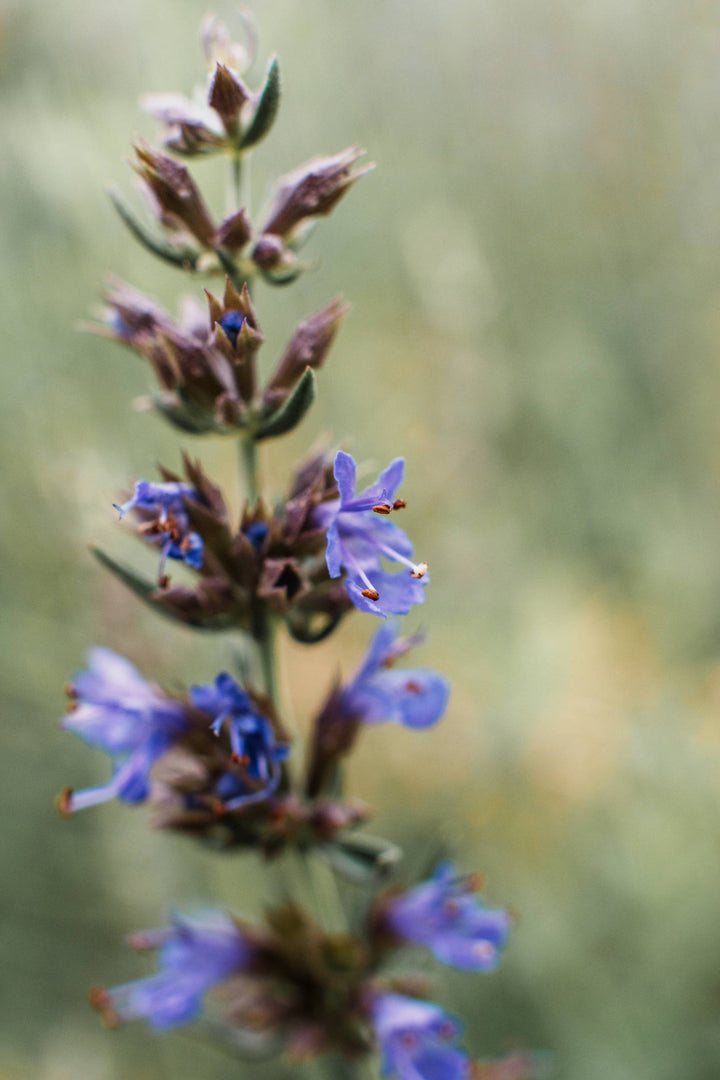 Hyssop (Hyssopus officinalis) Spagyric Essence