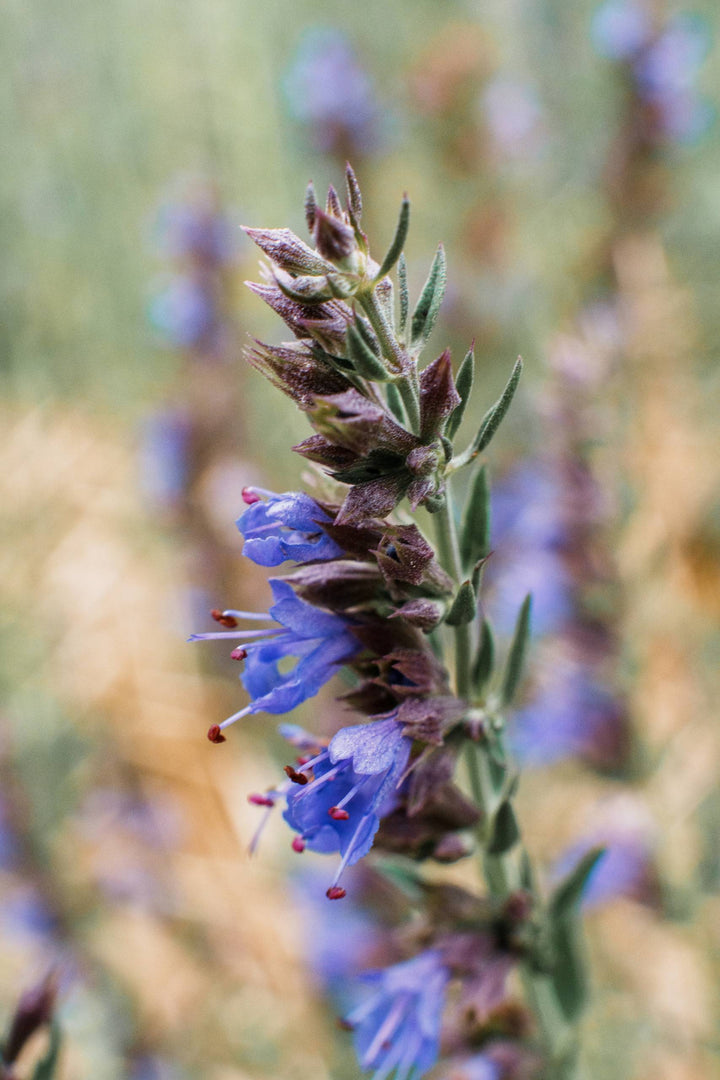 Hyssop (Hyssopus officinalis) Spagyric Essence