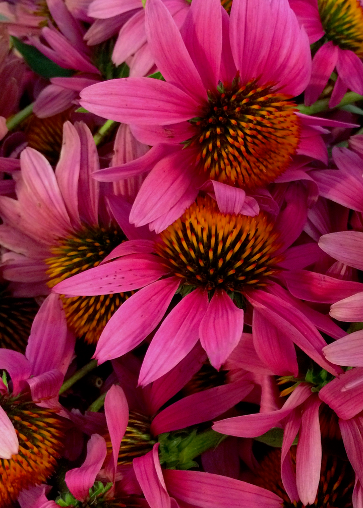 Lymphagogue Spagyric Formula (wholesale dosage bottle)