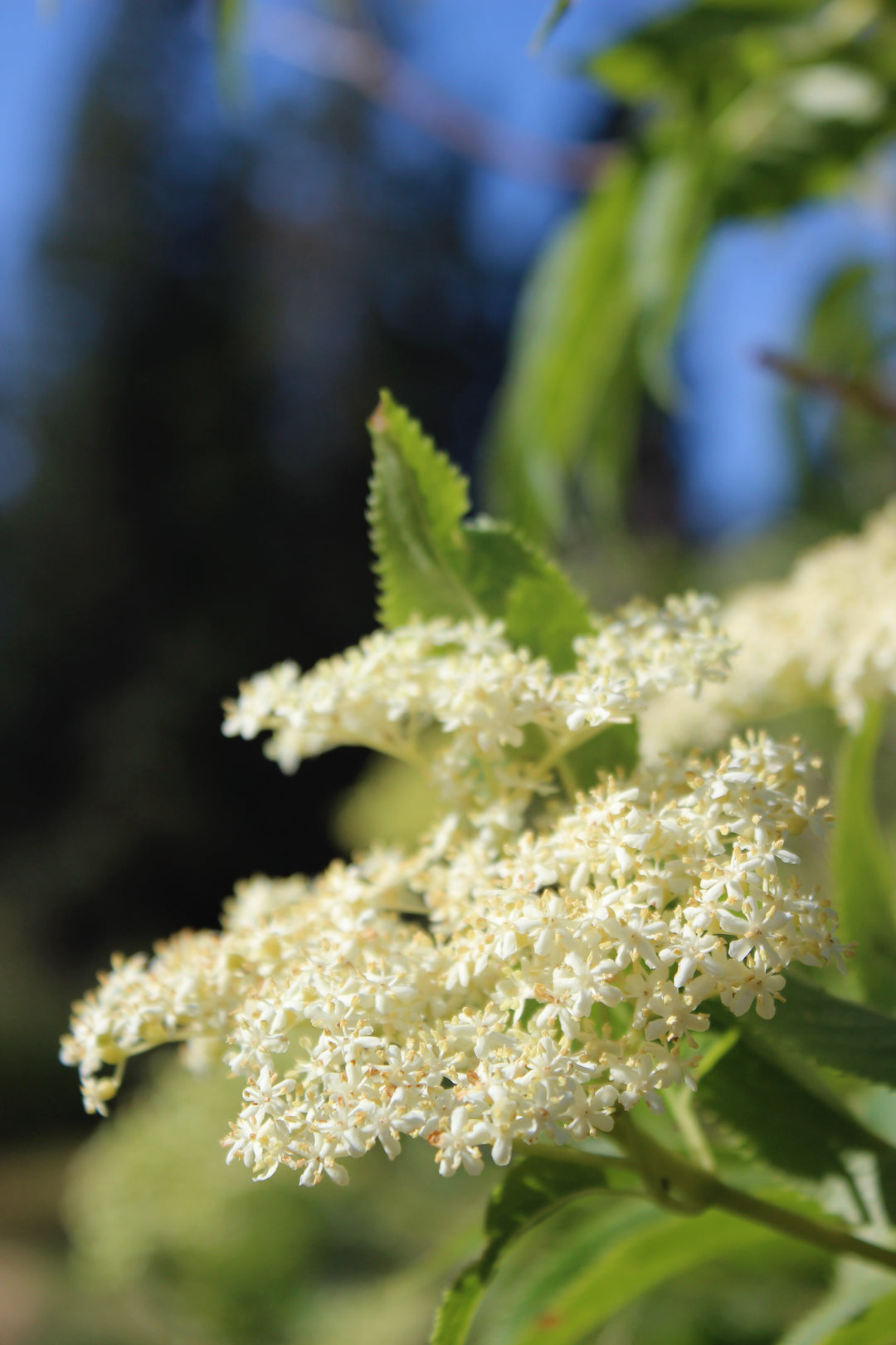 Elder Flower (Sambucus cerulea) Spagyric Tincture (wholesale dosage bottle)