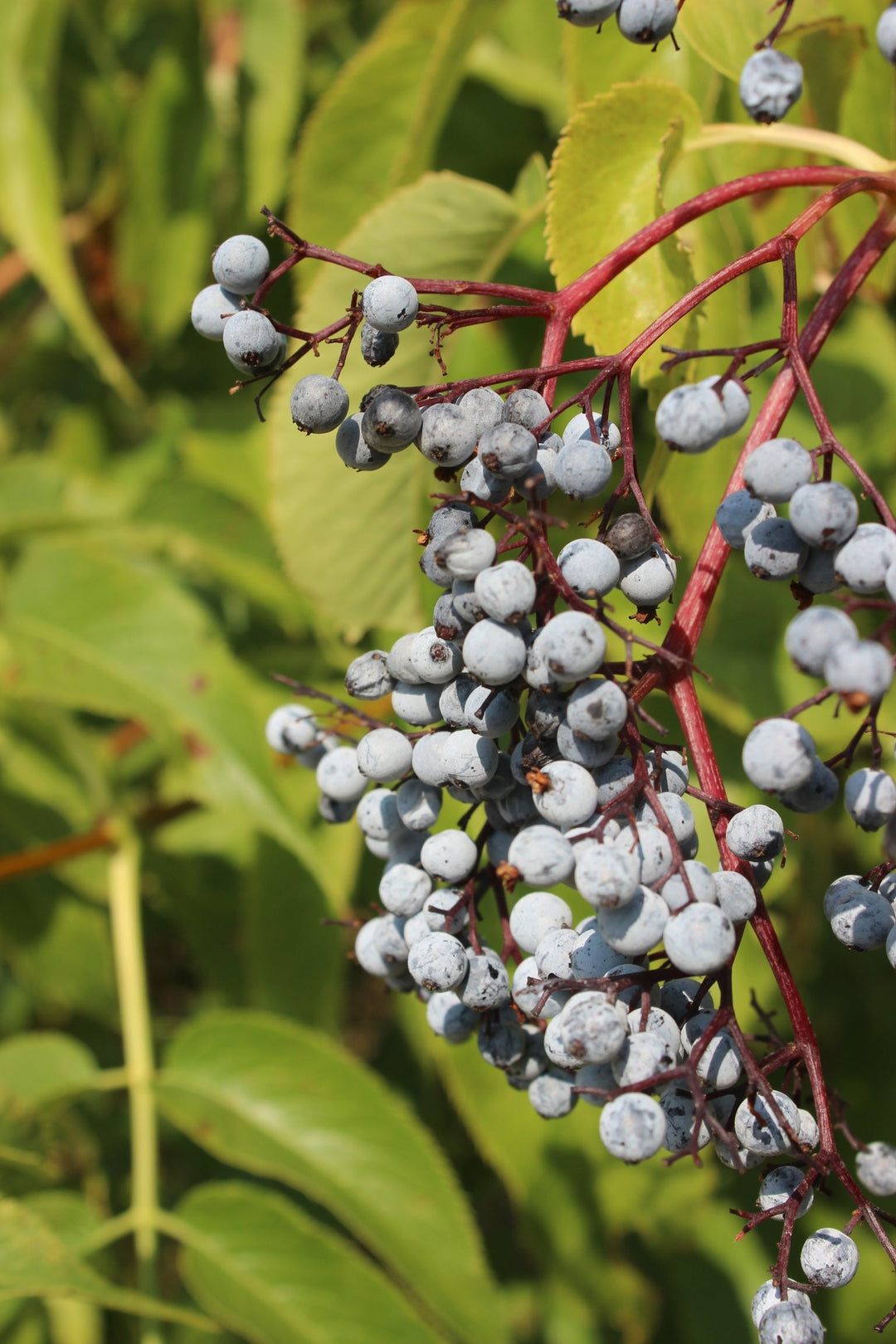 Kids Immunity Spagyric Formula (wholesale dosage bottle)