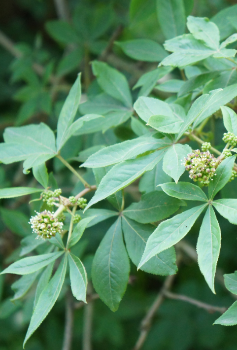 Thyroid Strength Spagyric Formula (wholesale dosage bottle)