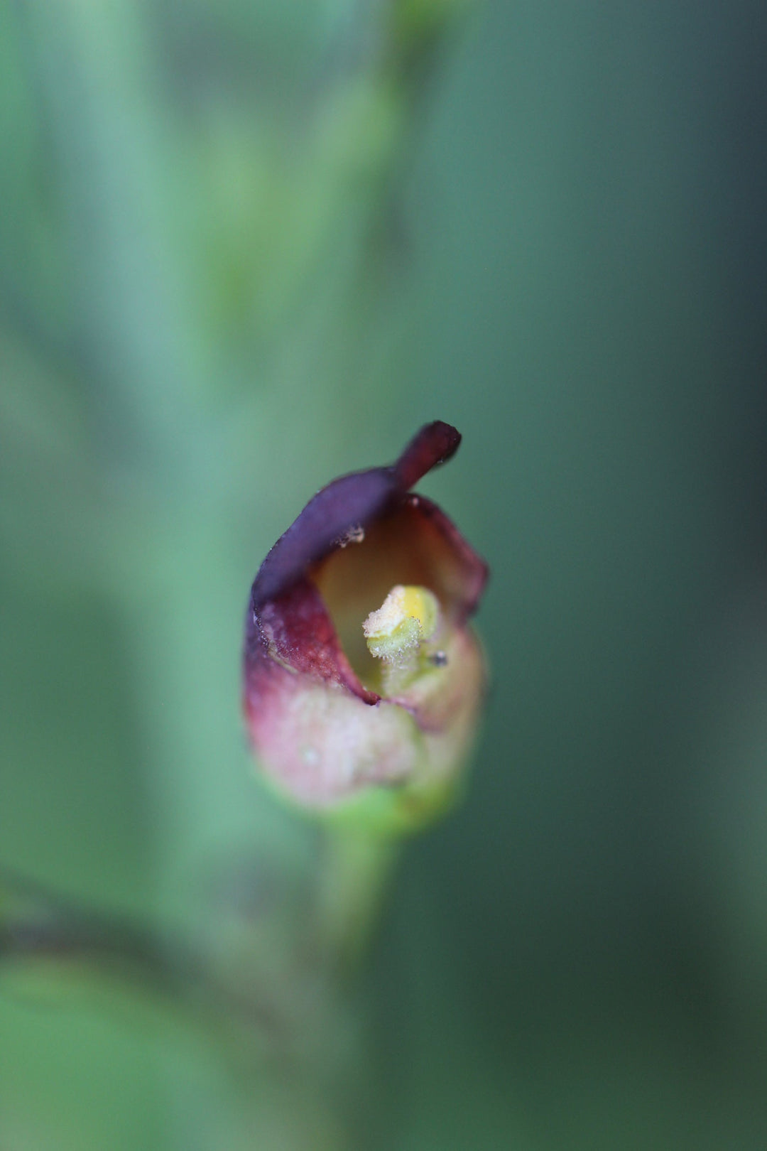 Lymphagogue Spagyric Formula (wholesale dosage bottle)