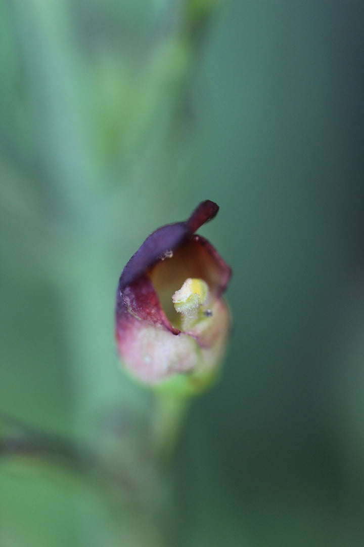 Lymphagogue Spagyric Formula (wholesale dosage bottle)