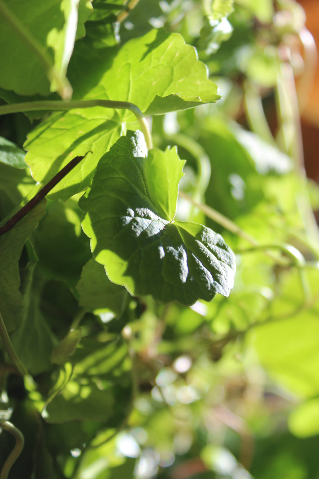 Cognitive Strength Spagyric Formula (wholesale dosage bottle)