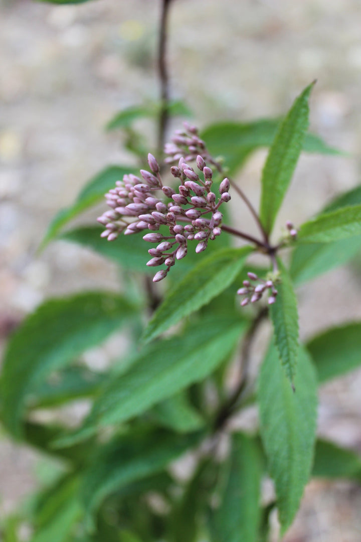 Rainforest Joints Spagyric Formula (wholesale dosage bottle)