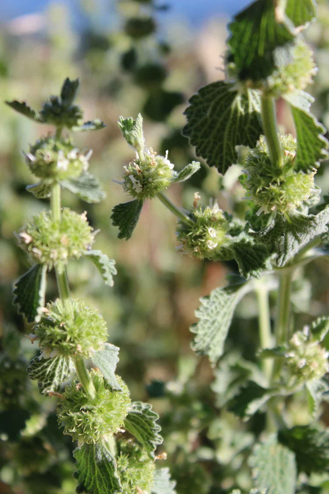 Horehound (Marrubium vulgare) Spagyric Tincture (wholesale dosage bottle)