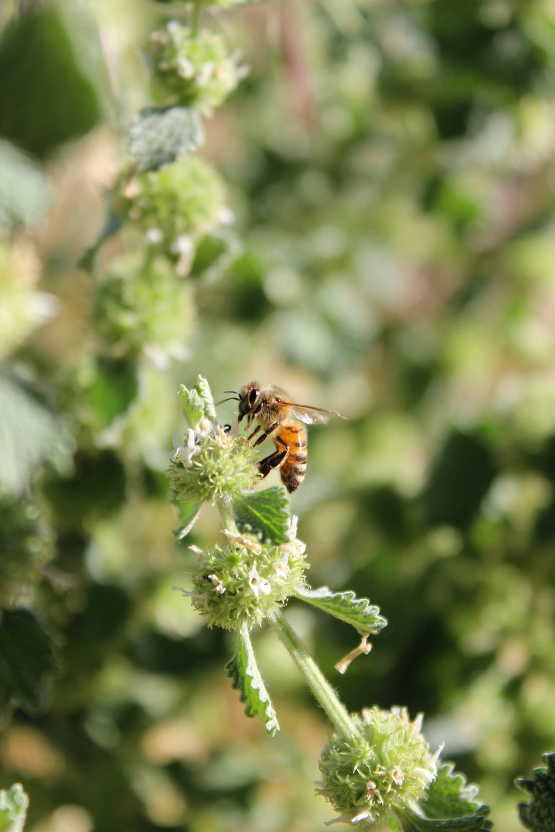 Horehound (Marrubium vulgare) Spagyric Tincture (wholesale dosage bottle)