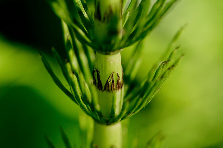 Horsetail (Equisetum arvense) Spagyric Tincture (wholesale dosage bottle)
