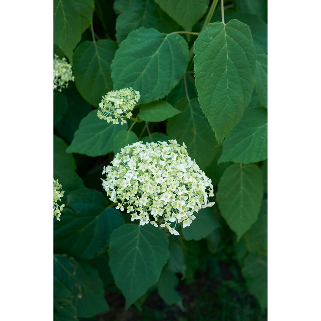 Kidney Cleanse Spagyric Formula (wholesale dosage bottle)