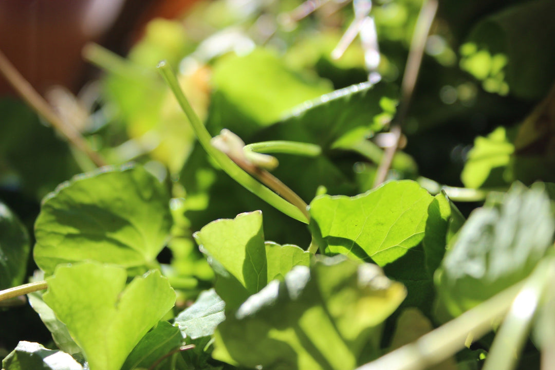 Gotu Kola (Centella asiatica) Spagyric Tincture (wholesale dosage bottle)